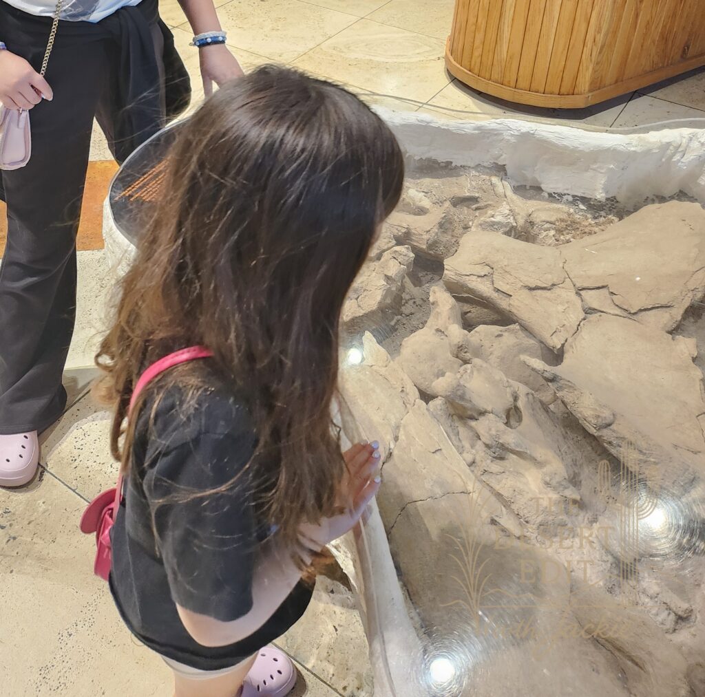 Arizona Museum of Natural History: A Fun Family Adventure in Mesa, Arizona 20260222 142459