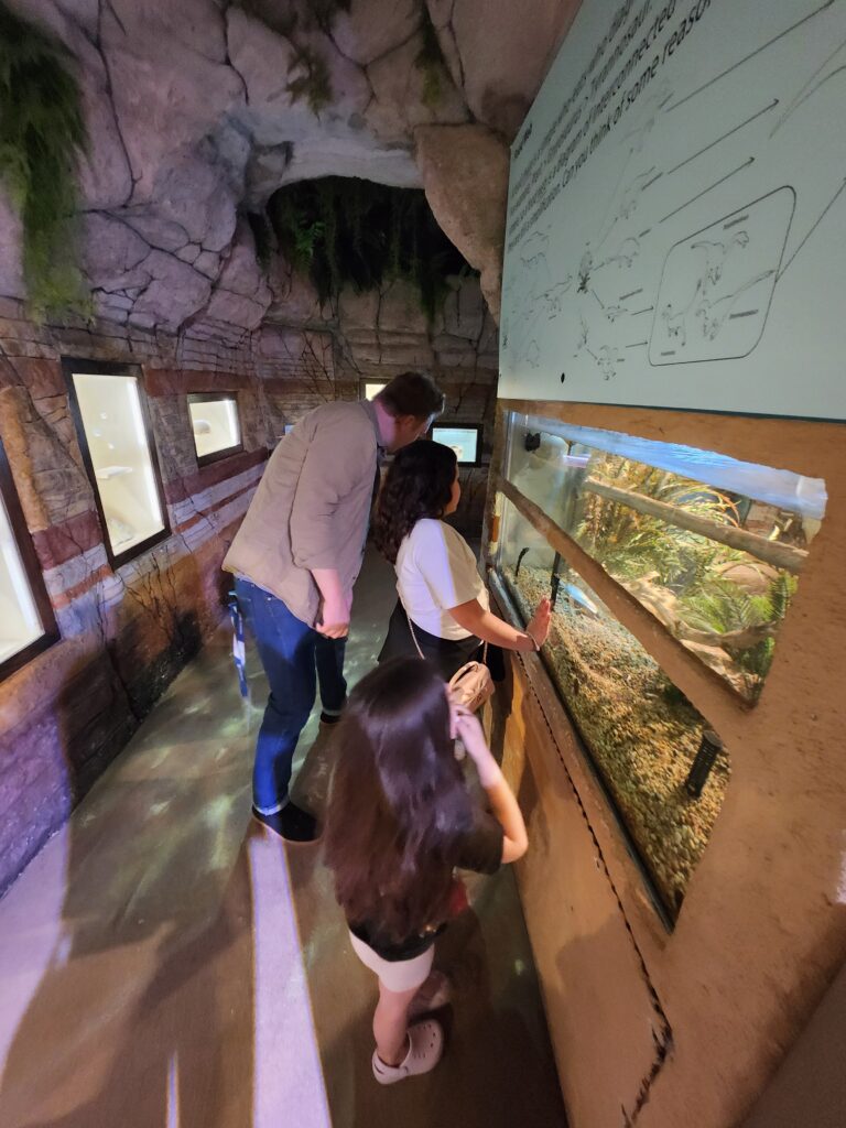 Arizona Museum of Natural History: A Fun Family Adventure in Mesa, Arizona 20260222 152238