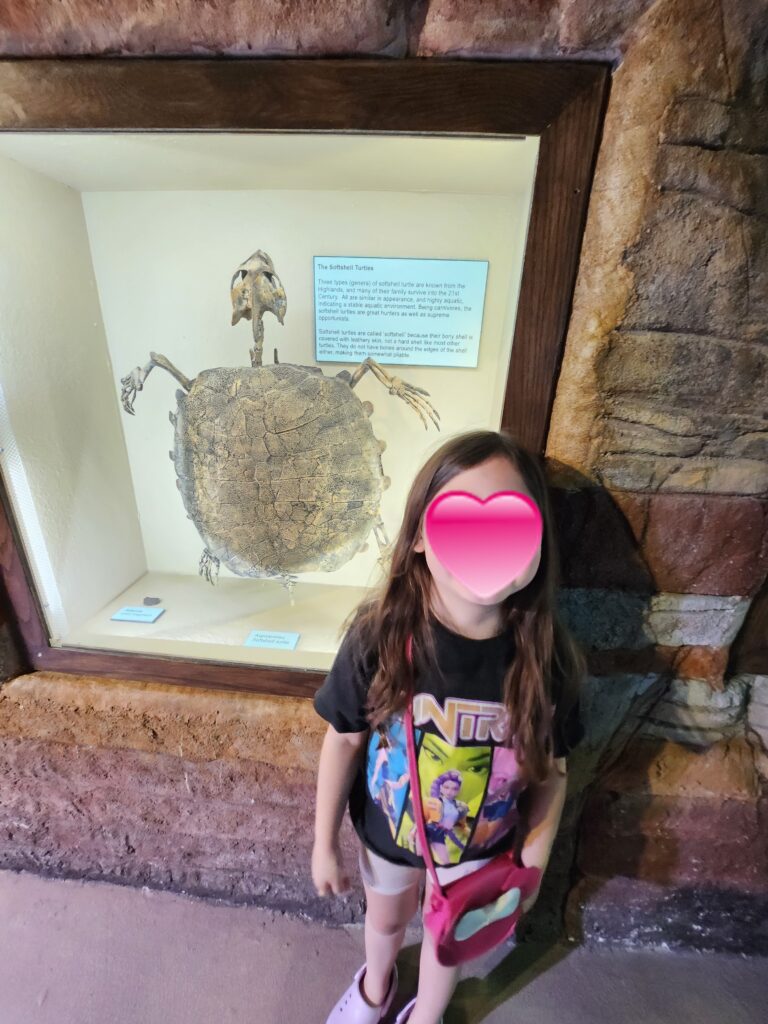 Arizona Museum of Natural History: A Fun Family Adventure in Mesa, Arizona 20260222 152402