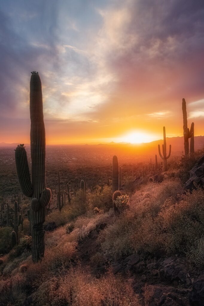 cacti, desert, sunset, mountains, landscape, clouds, nature, desert, desert, desert, desert, desert, work with me