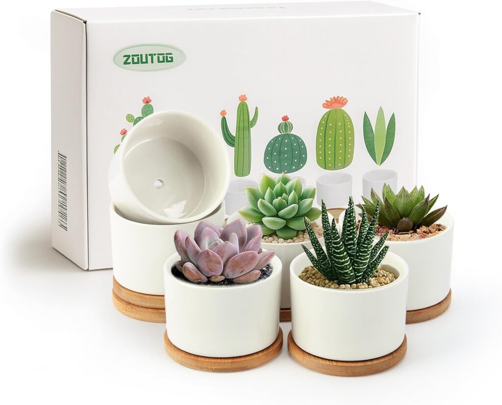 15 Desert Backyard Amazon Finds That Look Expensive (But Aren’t) succplant