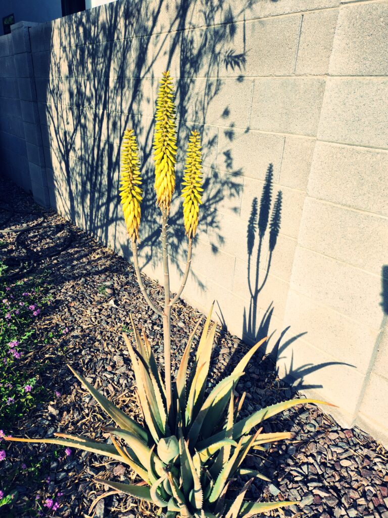 aloe vera plant