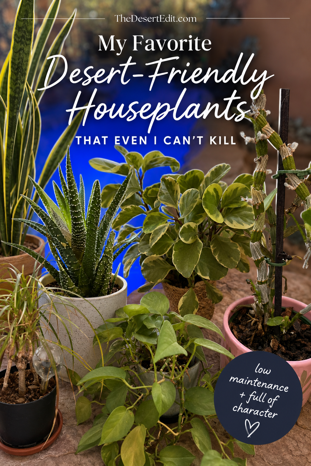 My Favorite Desert-Friendly Houseplants (That Even I've Kept Alive) desert-friendly houseplants