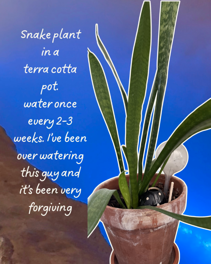 My Favorite Desert-Friendly Houseplants (That Even I've Kept Alive) green and white aesthetic handwritten scrapbook travel reminder quote carousel instagram post 2