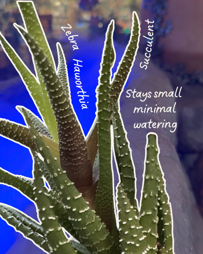 My Favorite Desert-Friendly Houseplants (That Even I've Kept Alive) succulent