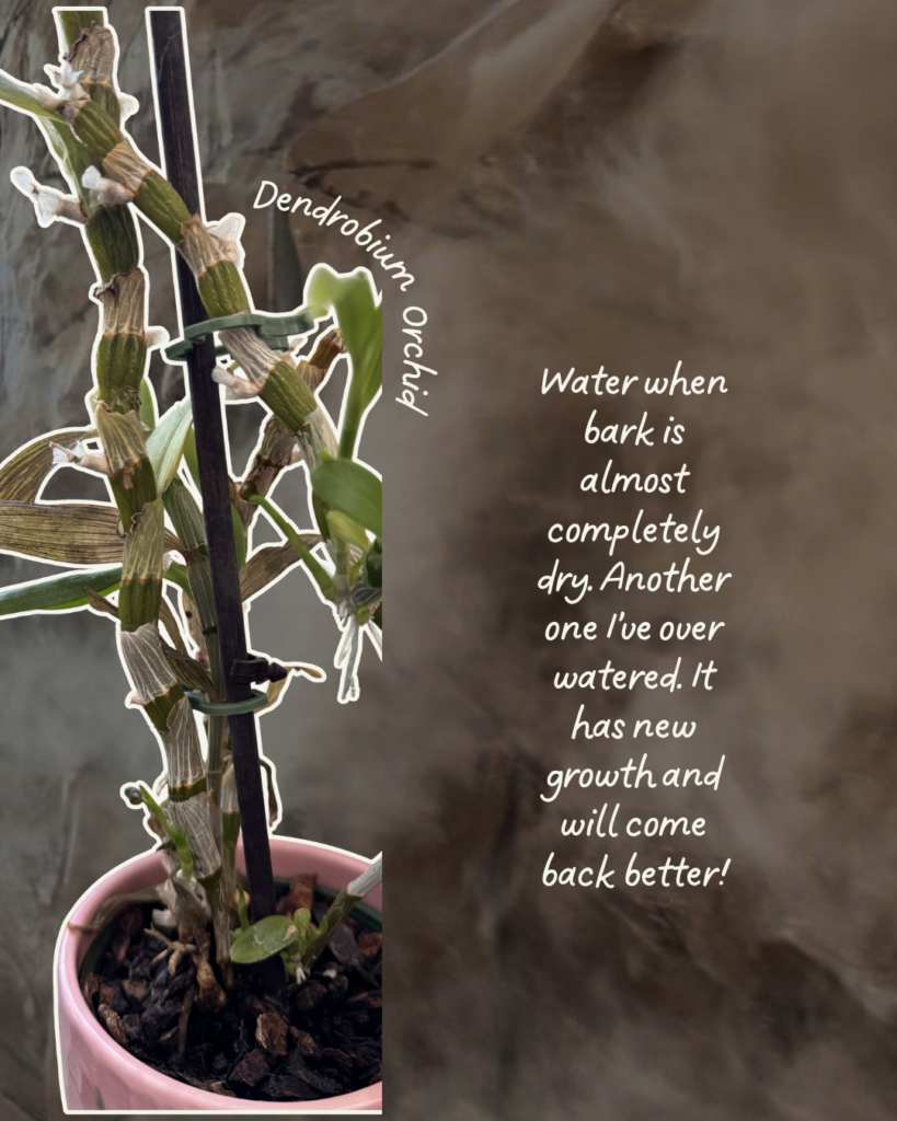 My Favorite Desert-Friendly Houseplants (That Even I've Kept Alive) green and white aesthetic handwritten scrapbook travel reminder quote carousel instagram post 4