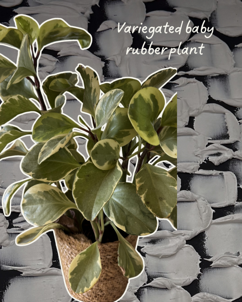 My Favorite Desert-Friendly Houseplants (That Even I've Kept Alive) green and white aesthetic handwritten scrapbook travel reminder quote carousel instagram post 5