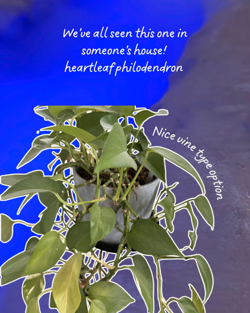 My Favorite Desert-Friendly Houseplants (That Even I've Kept Alive) green and white aesthetic handwritten scrapbook travel reminder quote carousel instagram post 7