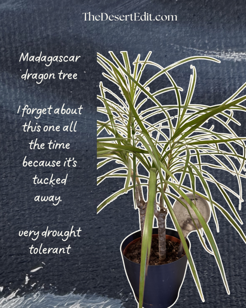 My Favorite Desert-Friendly Houseplants (That Even I've Kept Alive) green and white aesthetic handwritten scrapbook travel reminder quote carousel instagram post 8