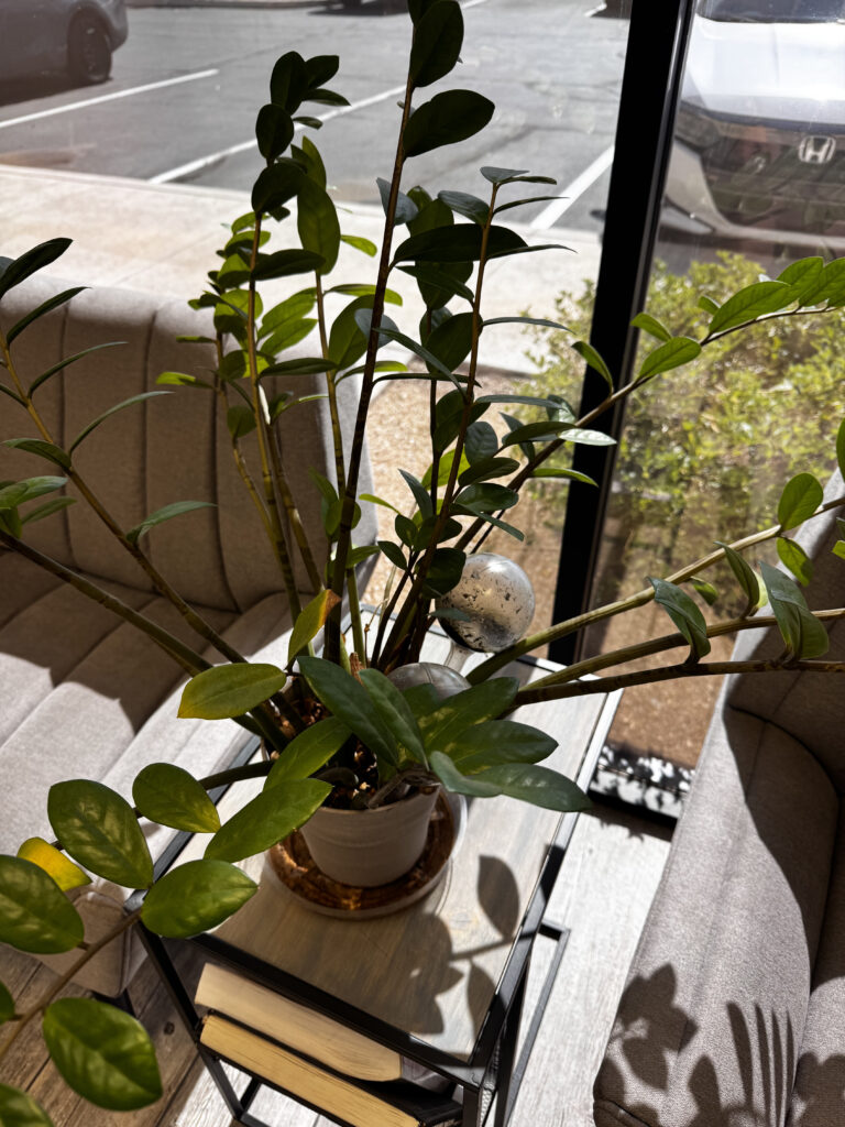 My Favorite Desert-Friendly Houseplants (That Even I've Kept Alive) zz plant