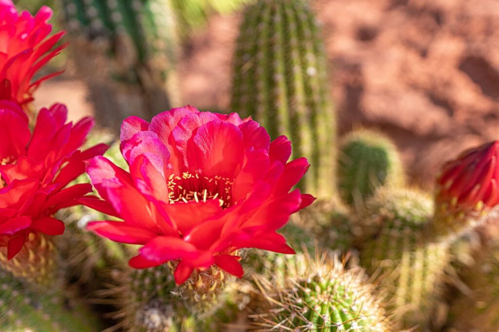 Close-up of blooming red cactus flowers showcasing vibrant colors and spines in a natural setting.