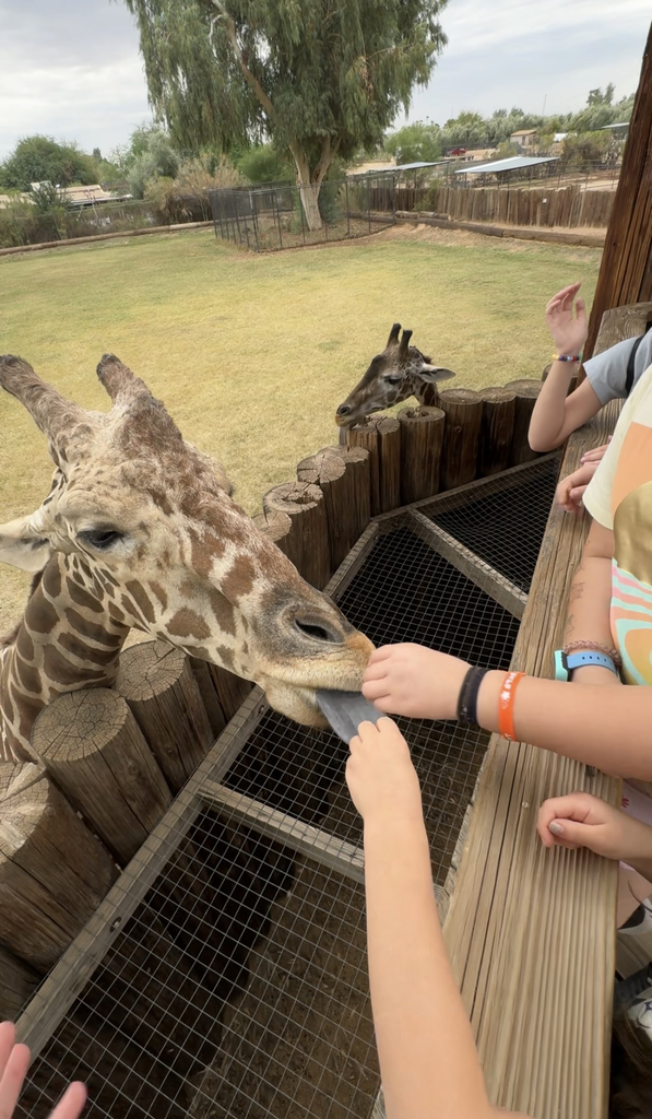 Wildlife World Zoo Review: Is It Worth the Drive From the East Valley? giraffe feeding