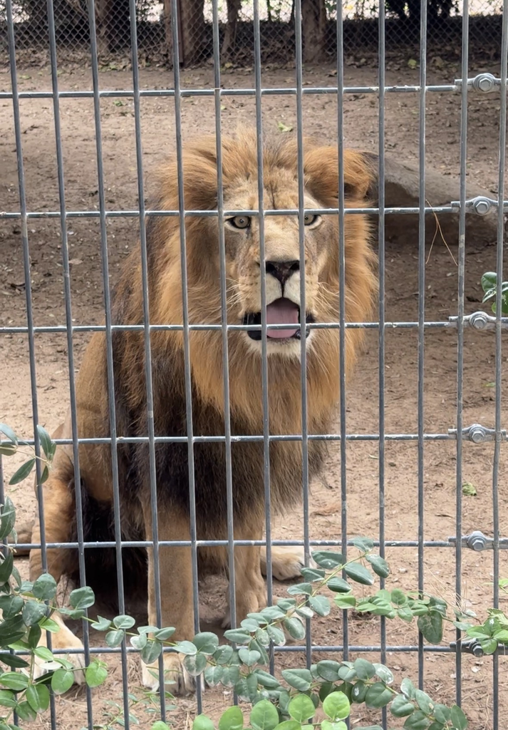 Wildlife World Zoo Review: Is It Worth the Drive From the East Valley? screenshot